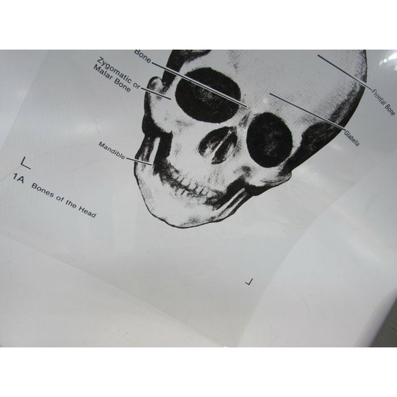 ICS Form Finders Bones of the Head Transparency See Through 53600 Skull - Picture 3 of 3